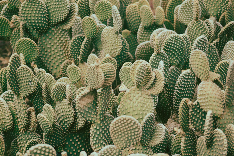 How a leather alternative made from cactus is challenging the fashion industry